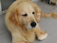 -江西阳明山国家森林公园