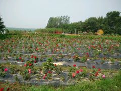 -北纬44度·金珠花海休闲农业旅游景区