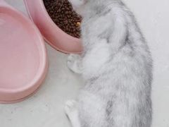 -客栈猫舍(中央北路店)