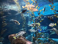 -瑞普利水族馆