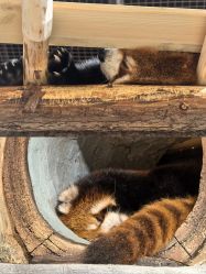 -Zoolung Zoolung动物主题公园(海信广场店)