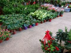 -双季花艺园艺市场(浦东店)