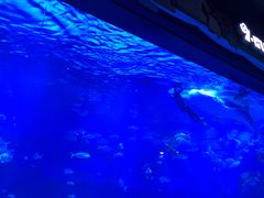 -烟台海昌鲸鲨海洋公园