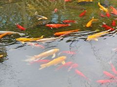 -九尺赵老四鲜鹅肠火锅
