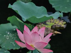-荔湾湖公园