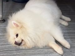-瑞派名望志远动物医院·猫科·內科·异宠专科(直港大道店)