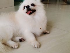 -乐琪宠物医院·犬猫专科·骨外科·急重症