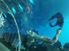 -海棠湾洲际-涛·海底餐厅·美人鱼·自助餐·海底隧道