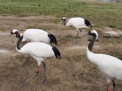 -盐城丹顶鹤湿地生态旅游区