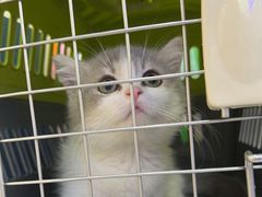 -小猫来了·猫咪专售(红山六九七九店)