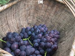 -白鹿原葡萄主题公园