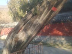 -北京植物园-展览温室