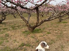 -桃花岛景观公园