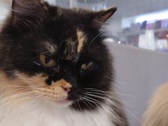 -楼上猫咖(罗湖店)