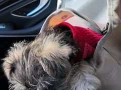 -瑞派福兴宠物医院犬猫全科·骨科·中西医结合(河东店)