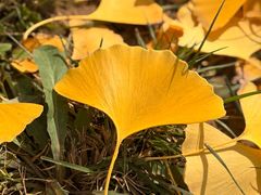 -汉长安城未央宫国家考古遗址公园