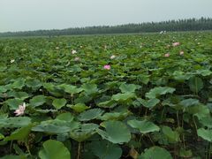 -西青郊野公园