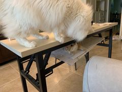 -瑞派福兴宠物医院犬猫全科·骨科·中西医结合(河东店)