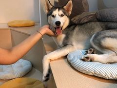 -Husky Go! 哈士奇体验馆·宠物咖啡厅狗咖