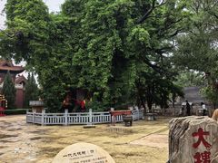 -大槐树寻根祭祖园