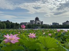-莲花池公园
