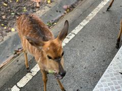 -清迈夜间动物园