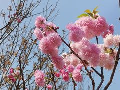 -天适樱花悠乐园