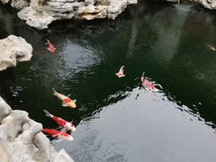 -鲤院·新中式美学·庭院餐厅(夫子庙店)