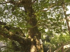 -藏龙百瀑风景区