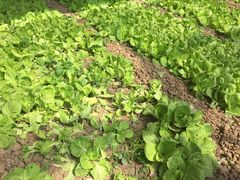 -万源龙顺度假庄园生态观光园