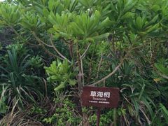 iphone_upload_pic-三亚亚龙湾红树林度假酒店