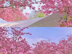 -天适樱花悠乐园
