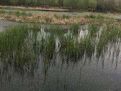 -前关湿地公园