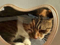 -艾贝尔宠物医院 ·内科全科(梁溪路店)