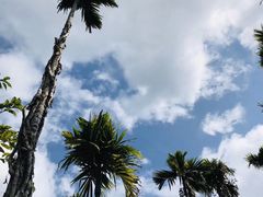 -海南槟榔谷黎苗文化旅游区