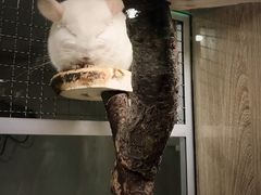 -藦茜花园宠物主题亲子互动体验馆(国顺东路店)
