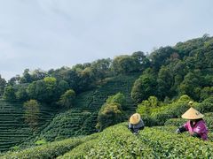 -阿巧茶庄