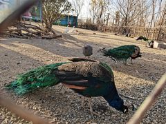 -祥源·阜阳生态乐园