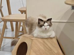 -楼上猫咖(罗湖店)