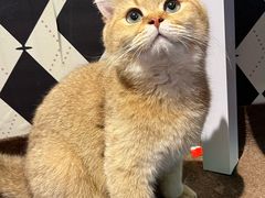 -大型宠物商超·宠海王国·宠物猫狗活体·用品·美容(新世界百货重庆店)