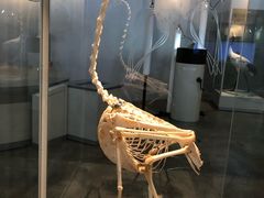 -钏路市丹顶鹤自然公园