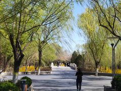 -大兴滨河森林公园