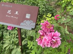 -洛阳市隋唐城遗址植物园