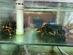 -四海鲜渔家菜(黄金海岸店)