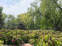 -洛阳市隋唐城遗址植物园