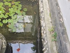 -慢丽江·云南野生菌土鸡锅(西山店)