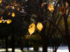 -西安市长乐公园