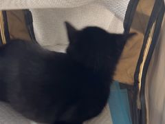 -天使宠物医院·犬猫分诊(彩虹店)