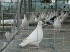 -大田塱鸽庄
