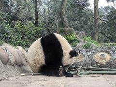 -中国大熊猫保护研究中心雅安碧峰峡基地